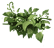 Plant Fuel