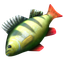 Raw fish