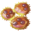 Copper bacteria