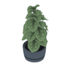 Office Plant