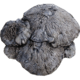 Mycelia